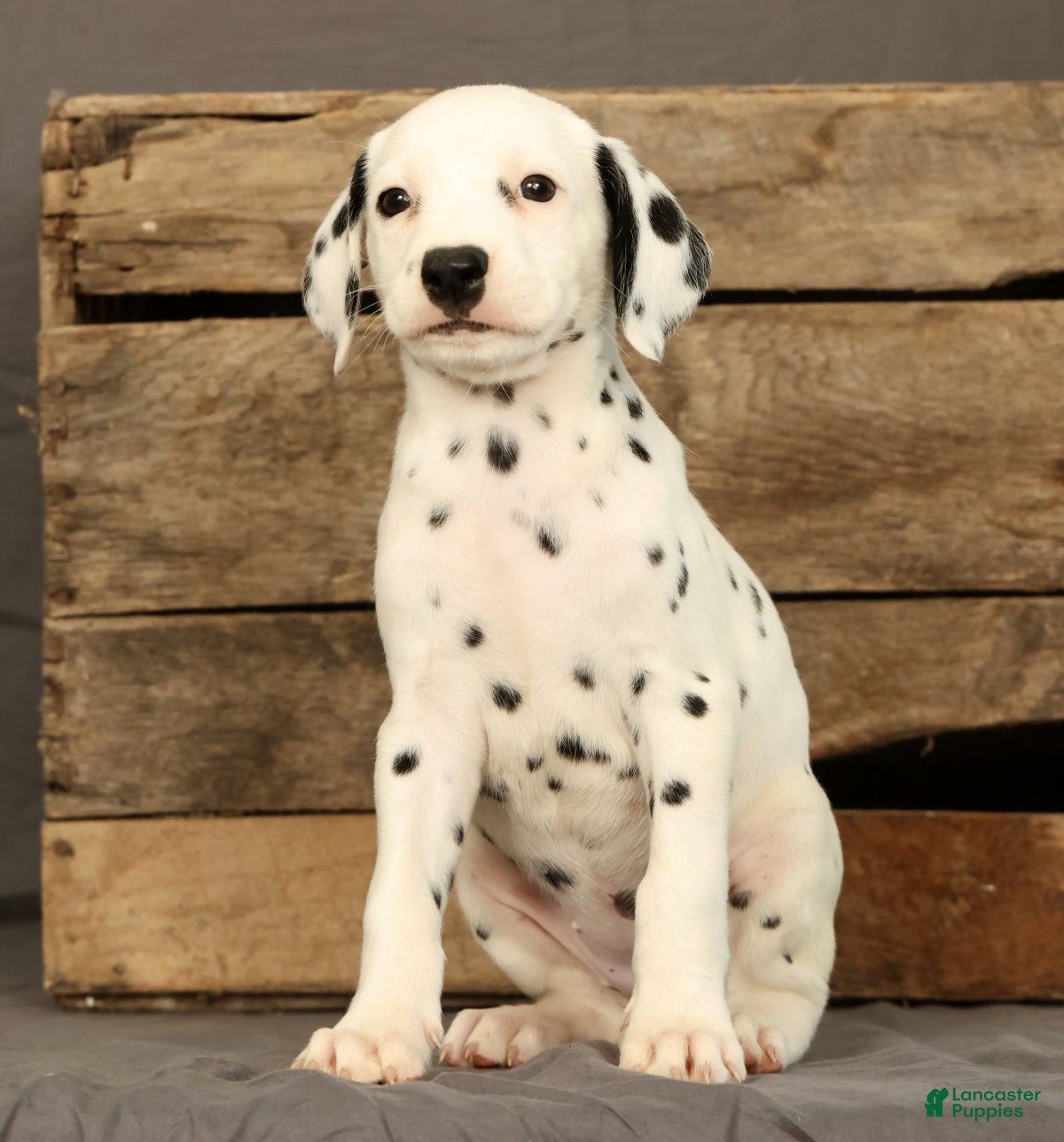 Dalmatian dogs Rita - Ad 1