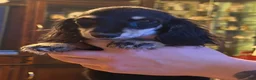 Miniature Dachshund dogs for sale: Black and cream AKC  - Ad 3