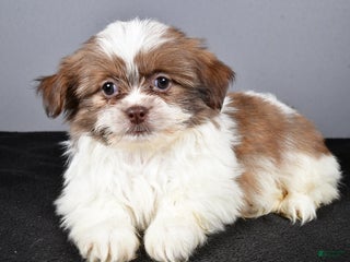 Mixed Breed dogs Kate - Ad 22