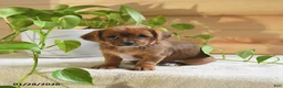 Shorkie dogs for sale: Opal - Ad 1