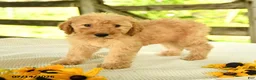 Mini Goldendoodle dogs for sale: Tressa - Ad 6