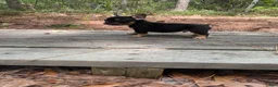 French Bulldog dogs for sale: Toto - Ad 4