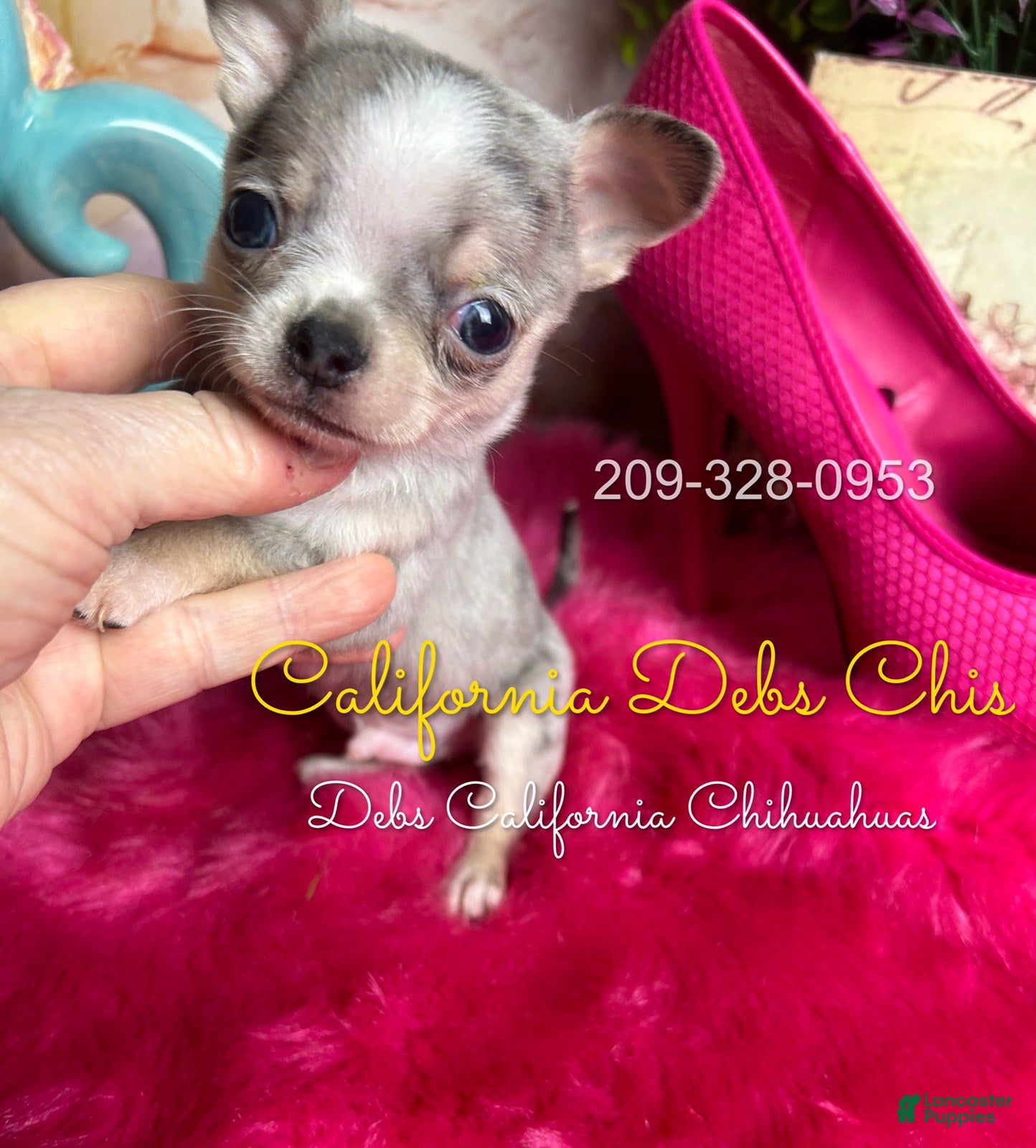 Chihuahua dogs Chihuahua Puppy 2 - Ad 2