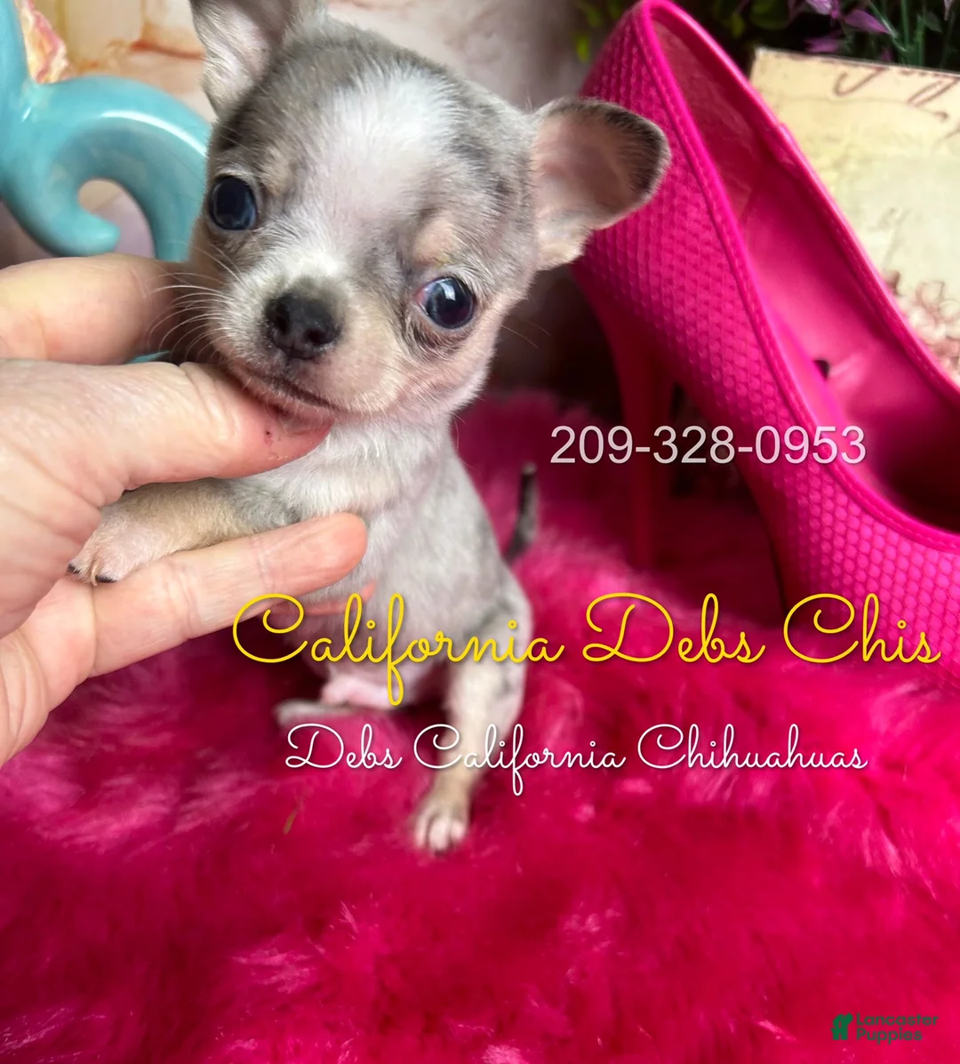 Chihuahua dogs for sale: Chihuahua Puppy 2 - Ad 2