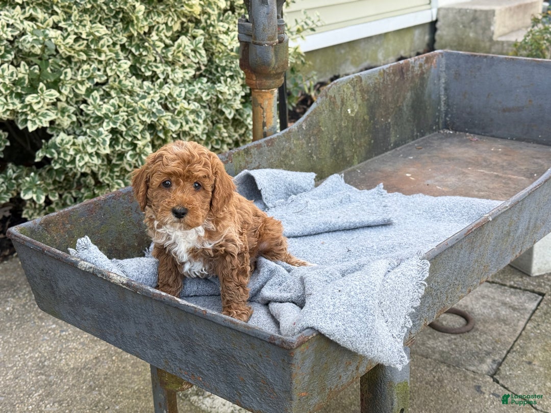 Toy Poodle dogs for sale: Pepper - Ad 5