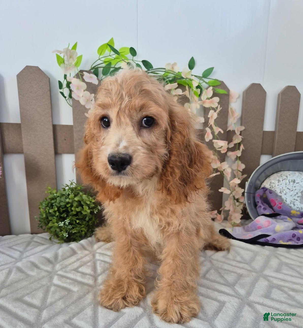 Cockapoo dogs Alex Cockapoo  - Ad 1