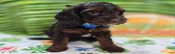 Cockapoo dogs for sale: Meeko - Ad 6