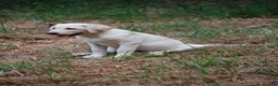 Labrador Retriever dogs for sale: Céline  - Ad 6