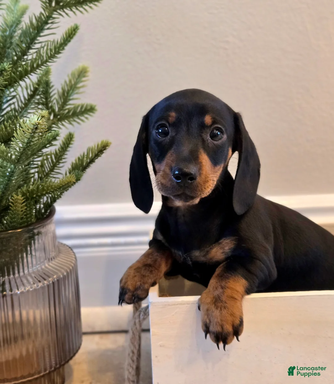 Dachshund dogs for sale: Nova - Ad 1