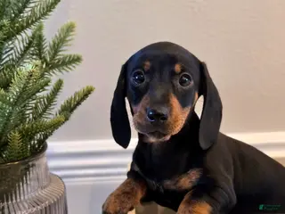 Dachshund dogs Nova - Ad 40