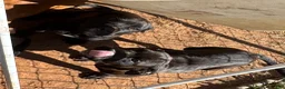 Mixed Breed dogs for sale: Mixed Breed Puppy 1 - Ad 1