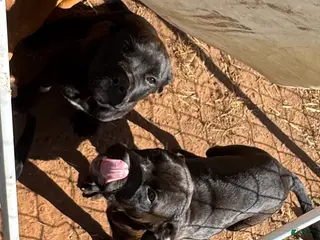 Mixed Breed dogs Mixed Breed Puppy 1 - Ad 10
