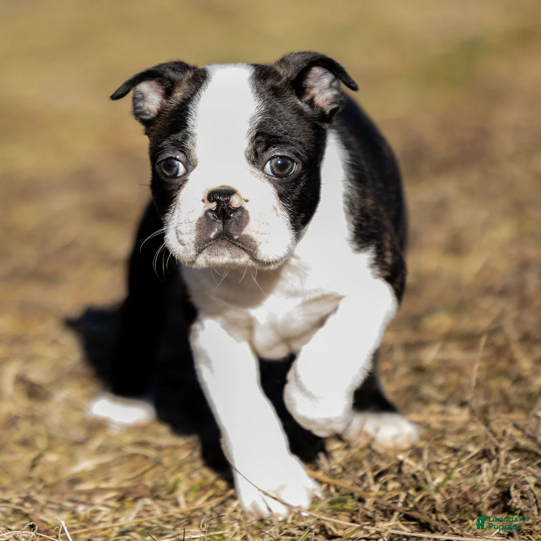 Boston Terrier dogs for sale: Rusty a Boston Terrier Puppy  - Ad 1
