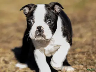 Boston Terrier dogs Rusty a Boston Terrier Puppy - Ad 16