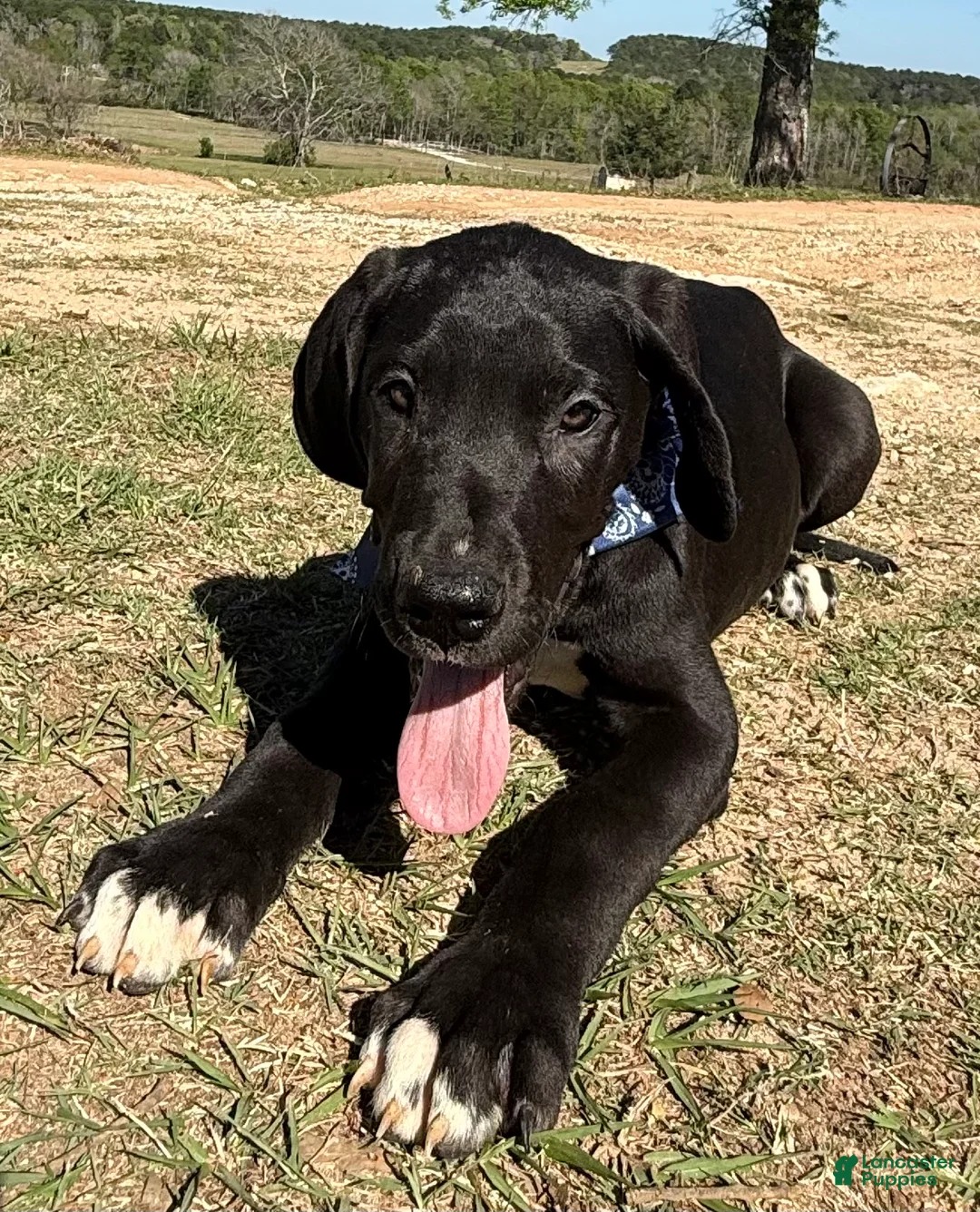 Great Dane dogs for sale: Euro Black Austin  - Ad 2