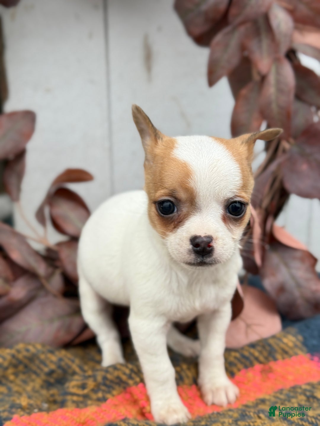 Chihuahua dogs for sale: Beany - Ad 11