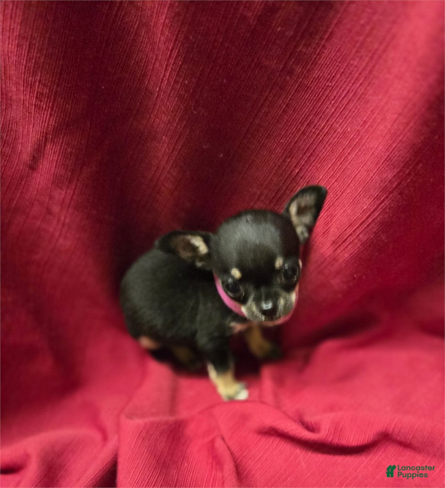 Chihuahua dogs Chihuahua Puppy 1 - Ad 22