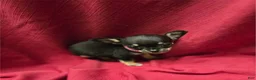Chihuahua dogs for sale: Chihuahua Puppy 1 - Ad 1
