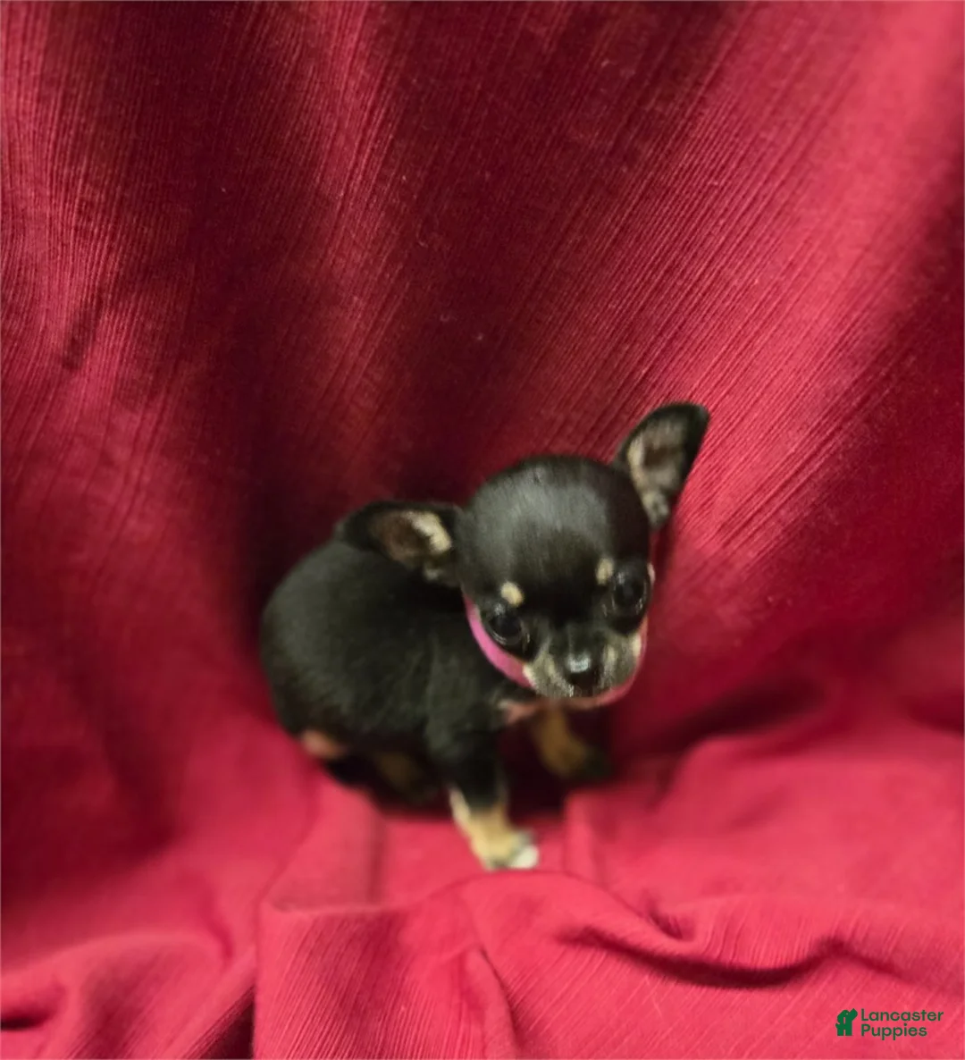 Chihuahua dogs for sale: Chihuahua Puppy 1 - Ad 1