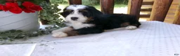 Mini Bernedoodle dogs for sale: Blake - Ad 12