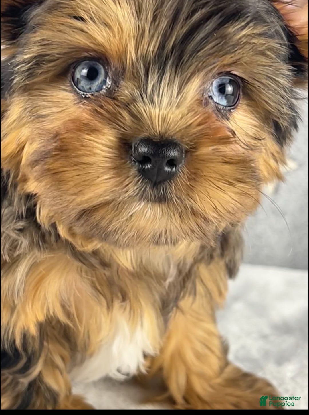 Yorkshire Terrier dogs for sale: Pixie - Ad 8