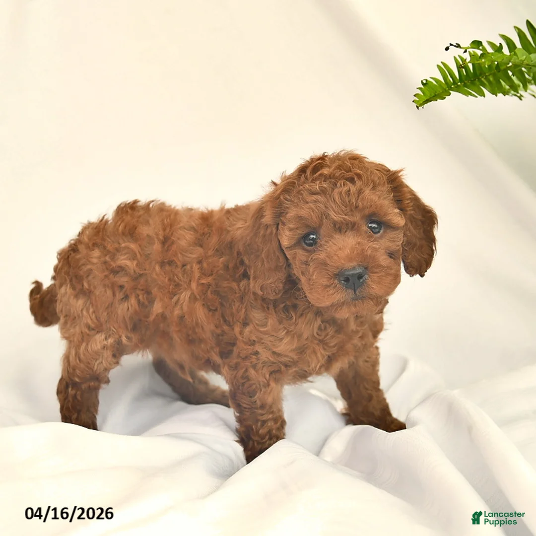 Miniature Poodle dogs for sale: Pooh  - Ad 3