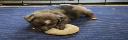 Australian Shepherd dogs for sale: River - Ad 9