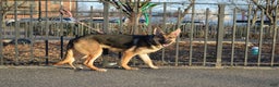 German Shepherd dogs for sale: Green - Ad 2