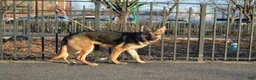 German Shepherd dogs for sale: Green - Ad 2