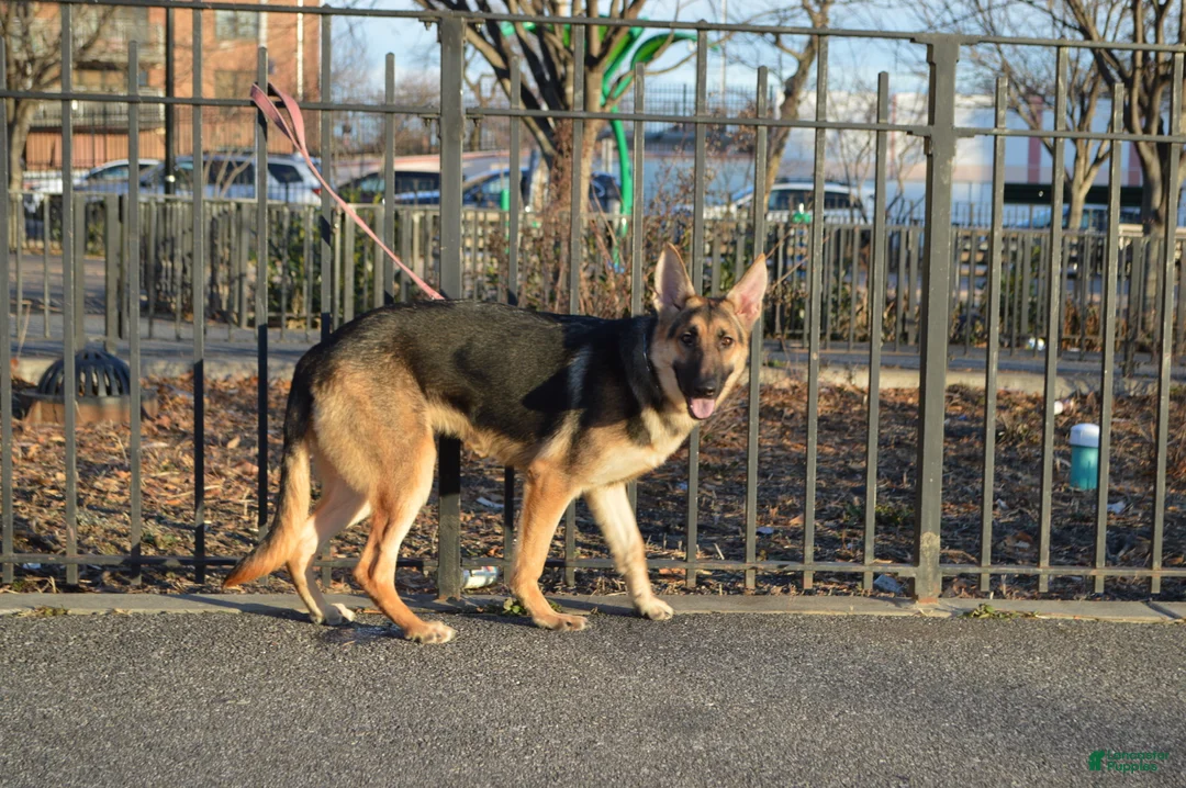 German Shepherd dogs for sale: Green - Ad 2