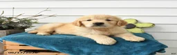 Golden Retriever dogs for sale: Micky - Ad 3