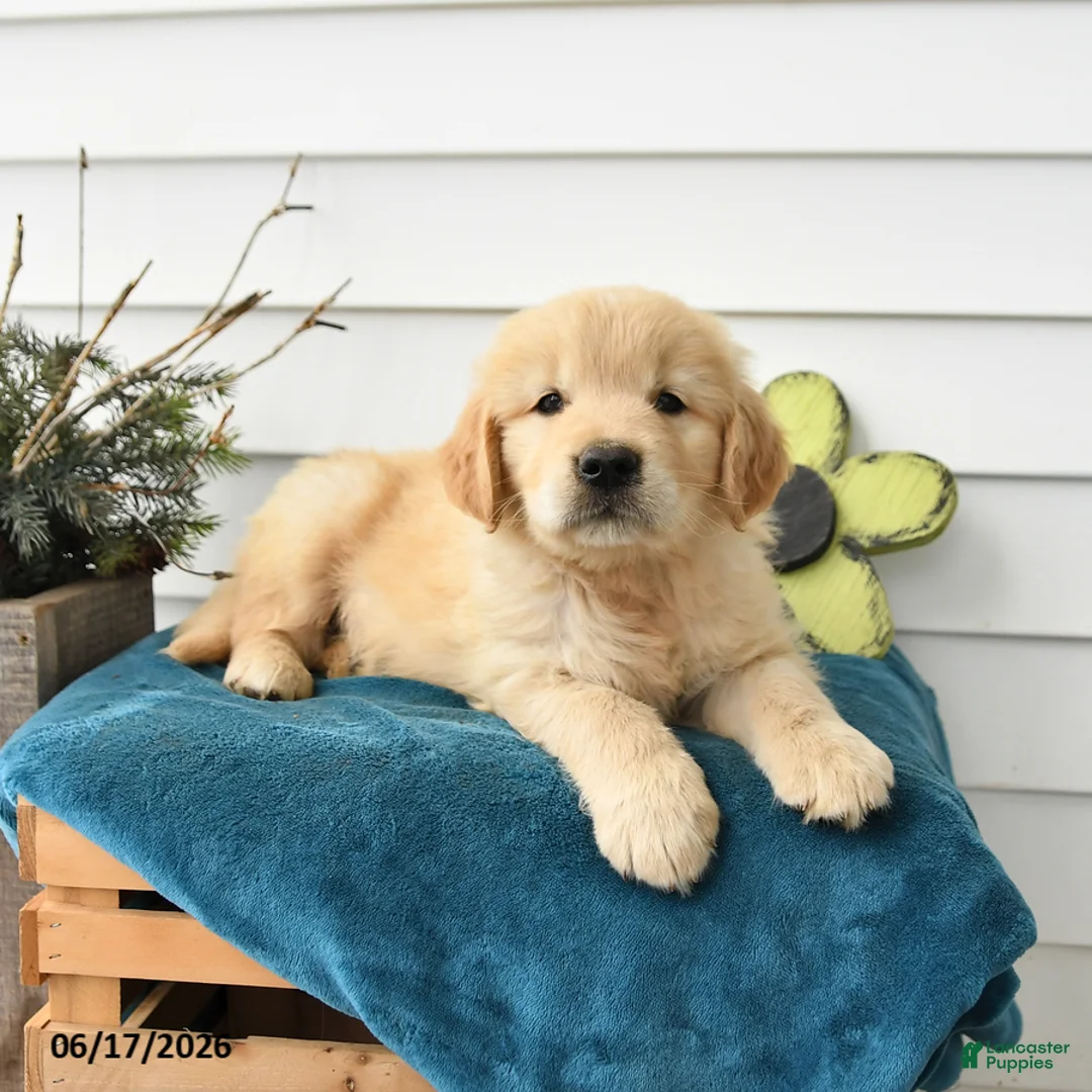 Golden Retriever dogs for sale: Micky - Ad 3