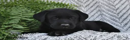 Labrador Retriever dogs for sale: Tucker  - Ad 4