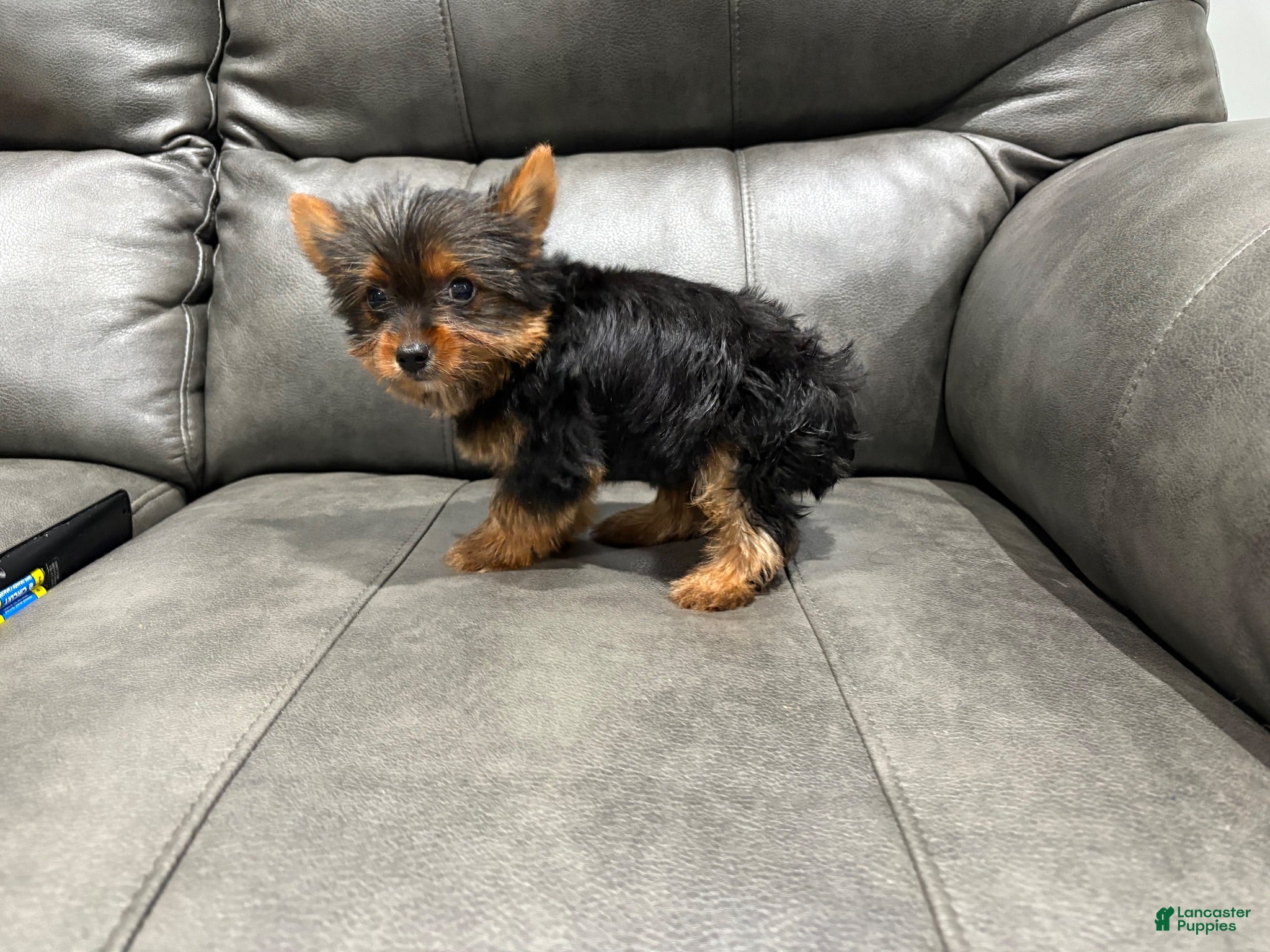 Yorkshire Terrier dogs Tiny tim - Ad 1
