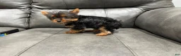 Yorkshire Terrier dogs for sale: Tiny tim - Ad 1
