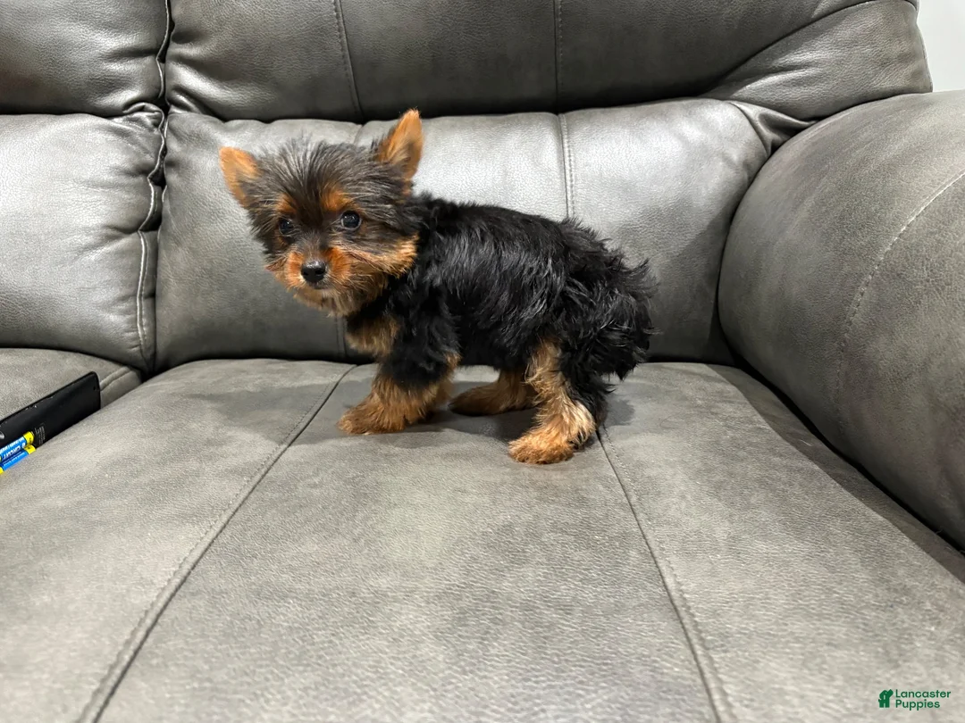 Yorkshire Terrier dogs for sale: Tiny tim - Ad 1