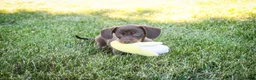 Dachshund dogs for sale: Espresso - Ad 10