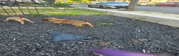 American Bully dogs for sale: American Bully 3 - Ad 2