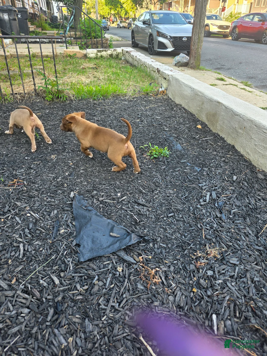 American Bully dogs for sale: American Bully 3 - Ad 2