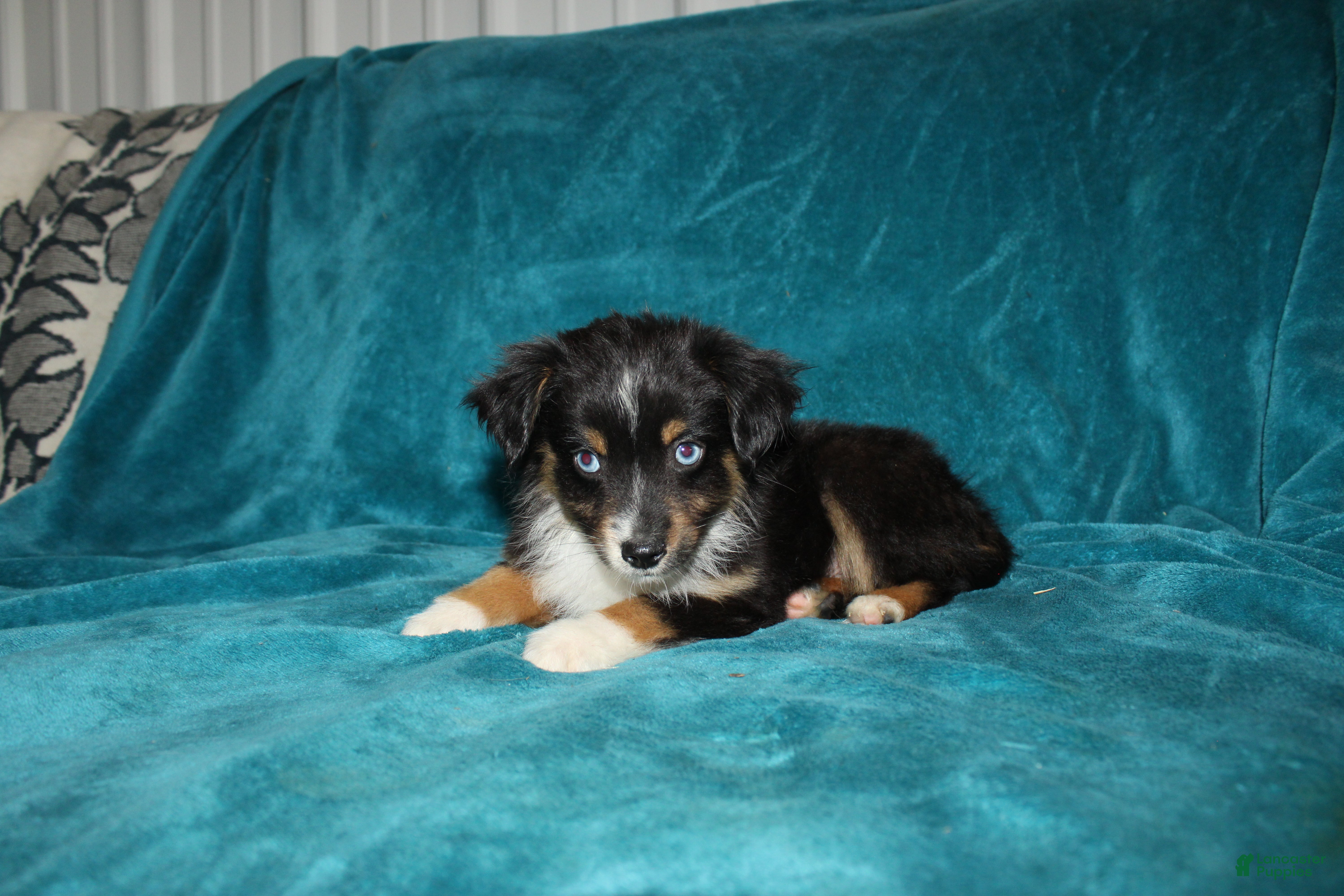 Miniature Australian Shepherd dogs for sale: Shadow - Ad 5