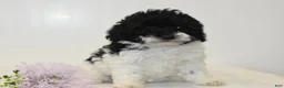 Miniature Poodle dogs for sale: Careda - Ad 5