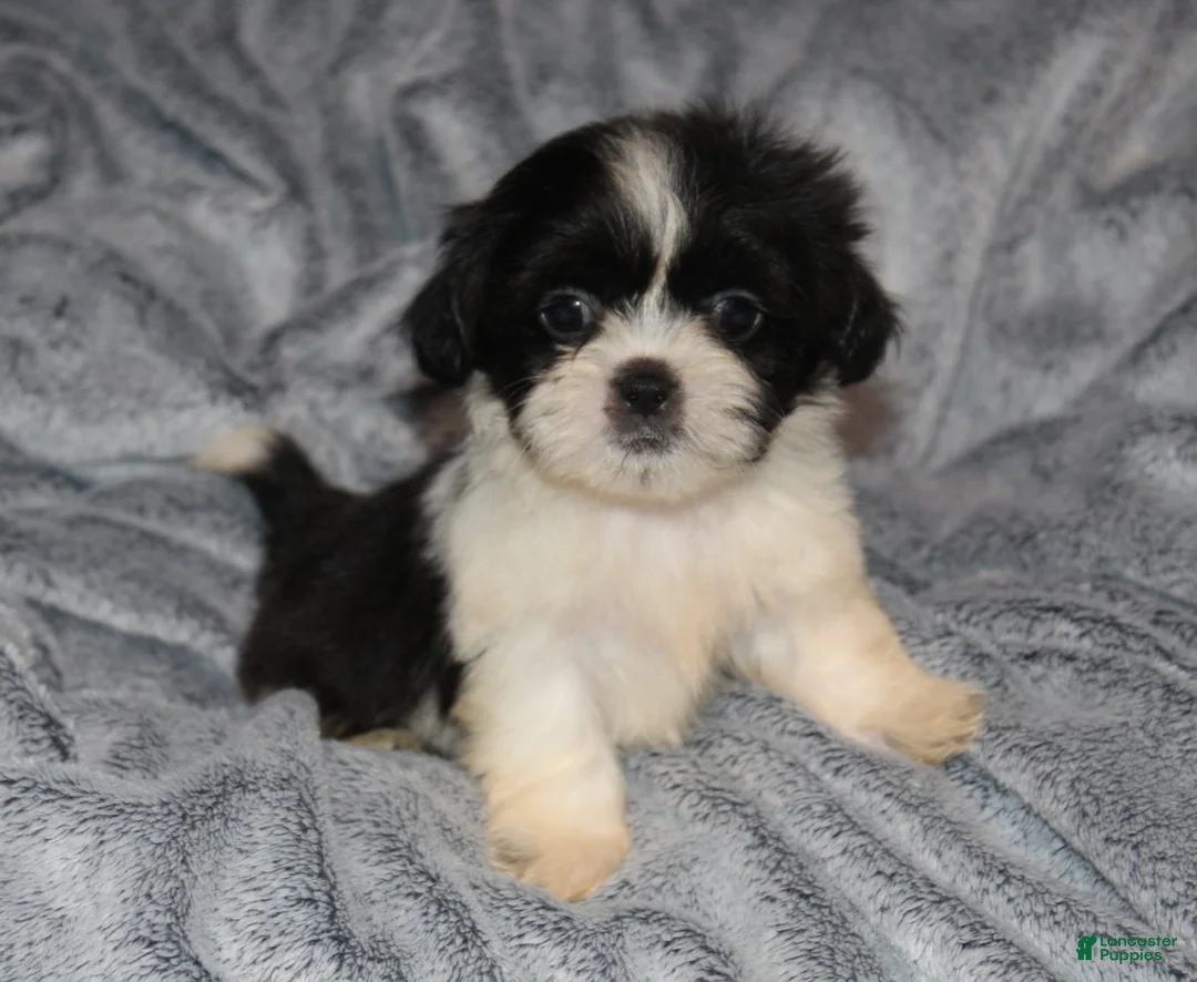 Shih Tzu dogs for sale: Miles - Ad 2