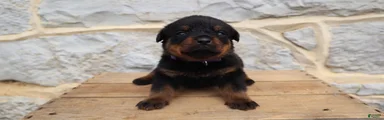 Brindi