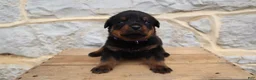 Rottweiler dogs for sale: Brindi - Ad 1