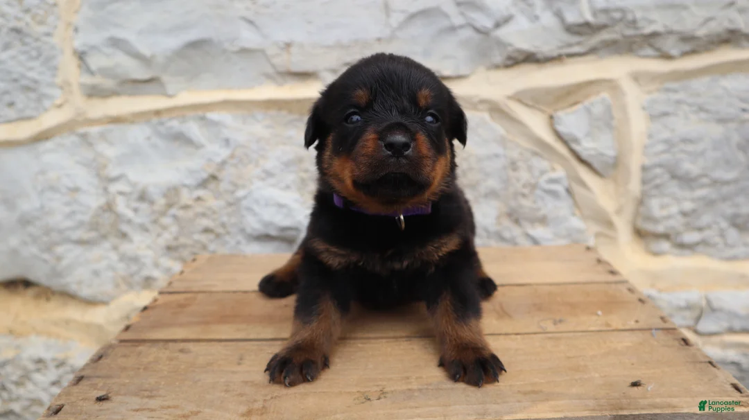 Rottweiler dogs for sale: Brindi - Ad 1
