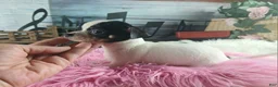 Chihuahua dogs for sale: Debras blk white girl. Hand Delivery  - Ad 3