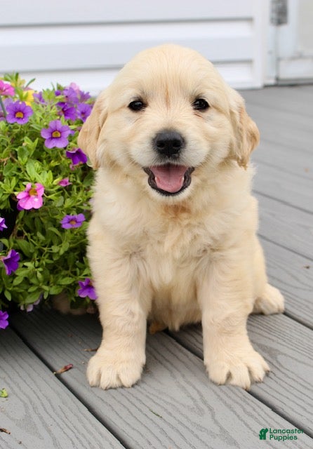Golden Retriever dogs Olive - Ad 2