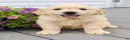 Golden Retriever dogs for sale: Olive - Ad 2