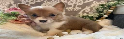 Welsh Corgi Pembroke dogs for sale: Sasha - Ad 6