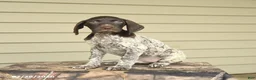 German Shorthaired Pointer dogs for sale: Dexter - Ad 2